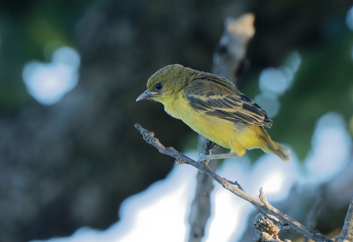 Orchard Oriole - ML620339376
