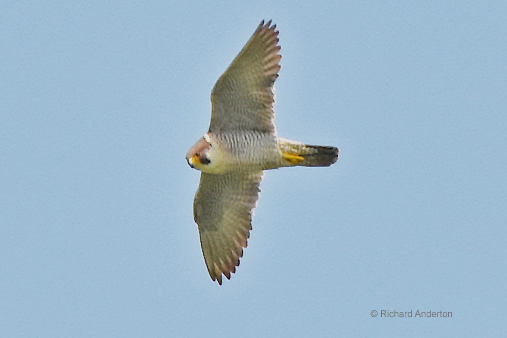 Peregrine Falcon - ML620339379