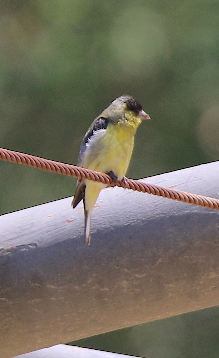 Lesser Goldfinch - ML620339387