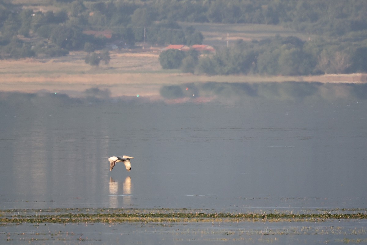 Dalmatian Pelican - ML620339410