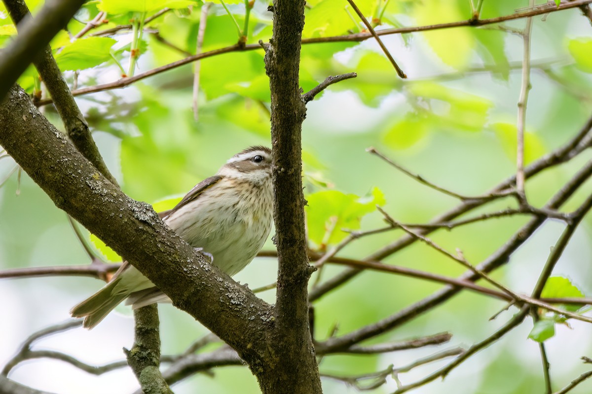 Rose-breasted Grosbeak - ML620339411