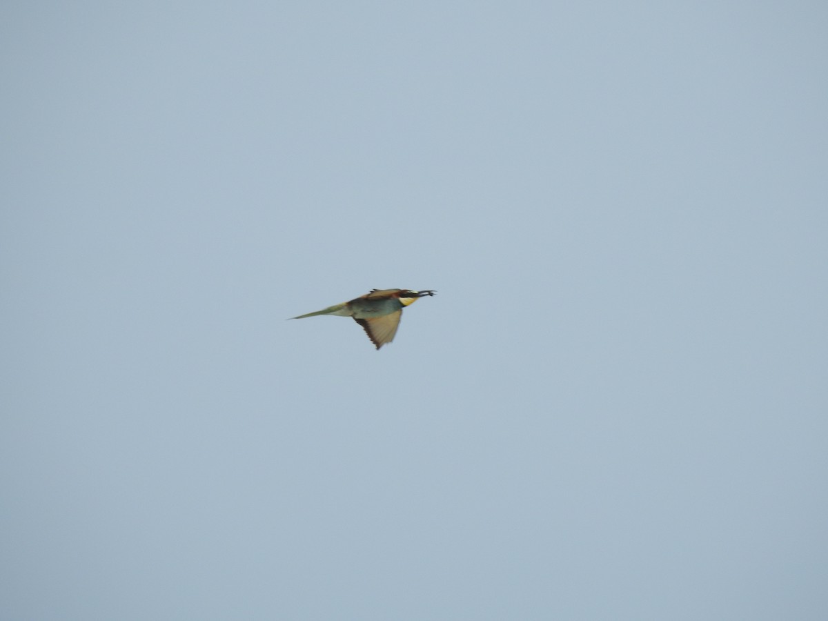 European Bee-eater - ML620339415