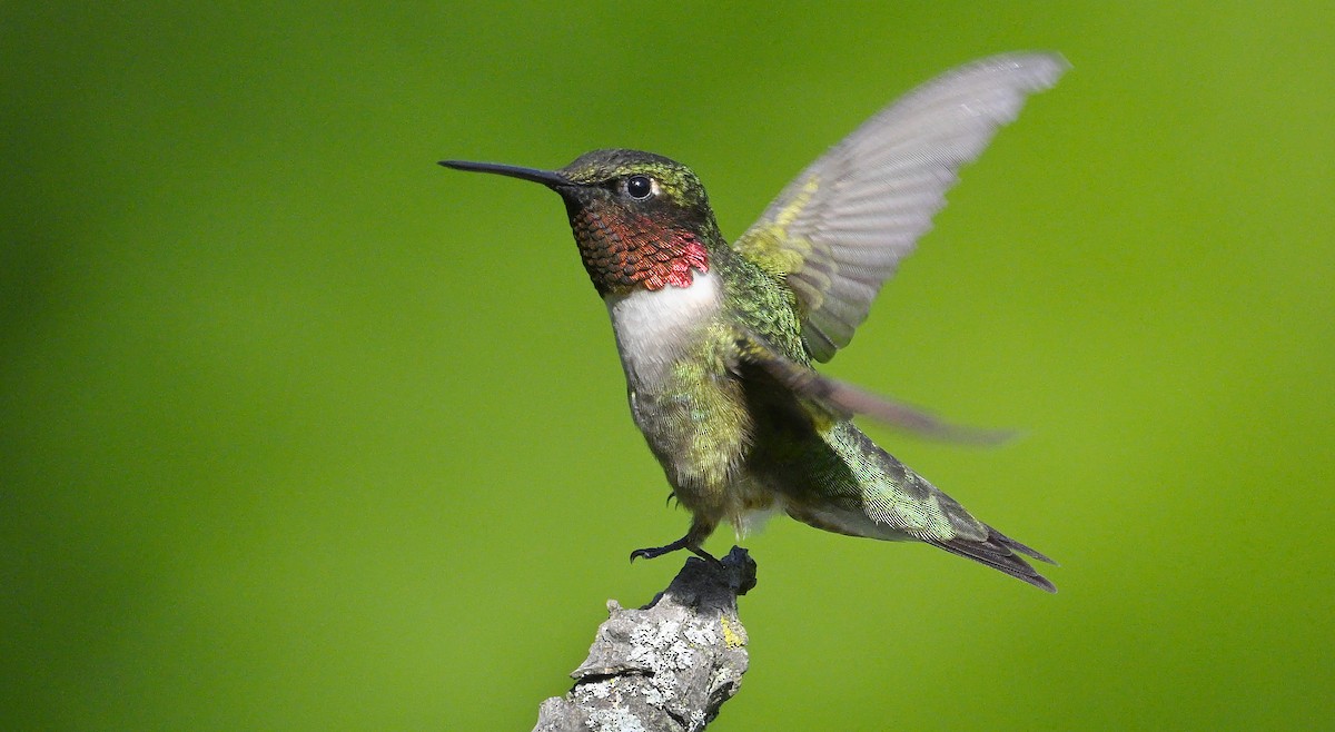 Ruby-throated Hummingbird - ML620339424
