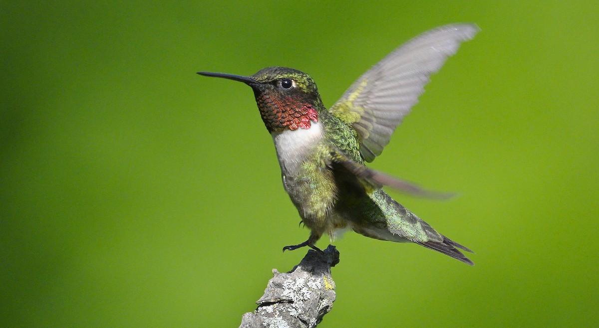 Colibri à gorge rubis - ML620339424