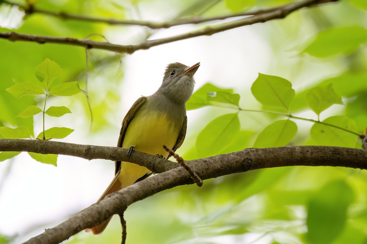 Great Crested Flycatcher - ML620339429