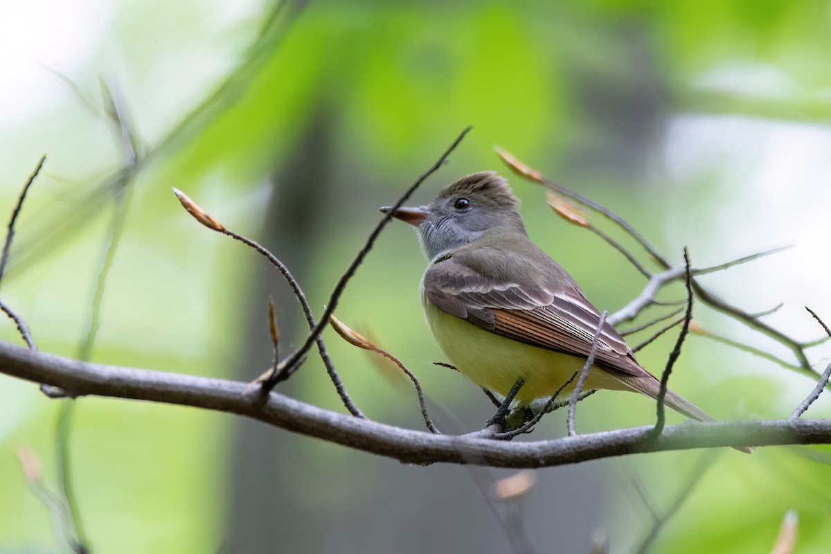 Great Crested Flycatcher - ML620339430