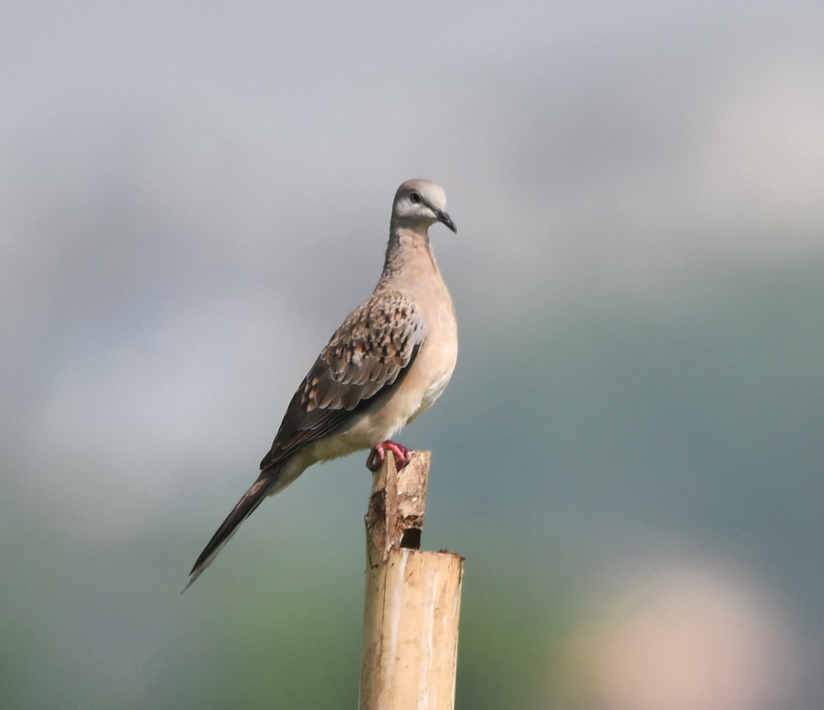Spotted Dove - ML620339437