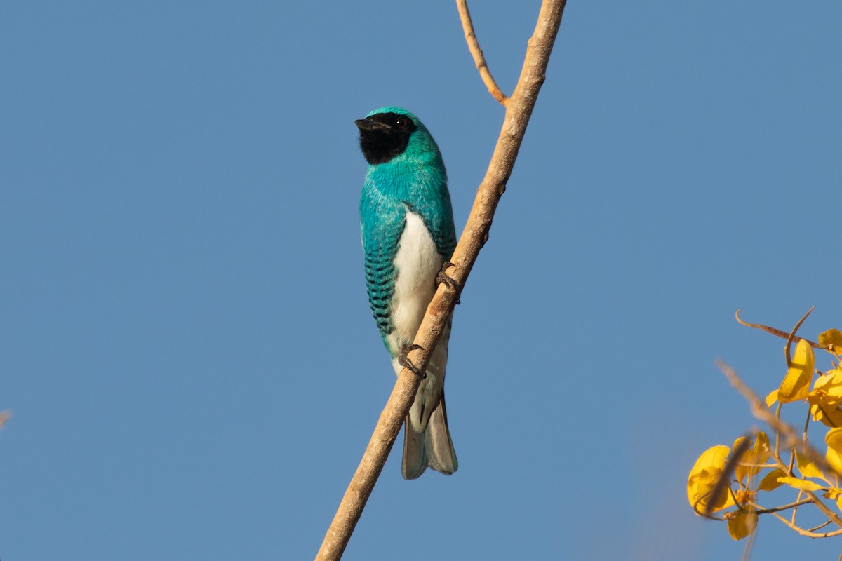 Swallow Tanager - ML620339439