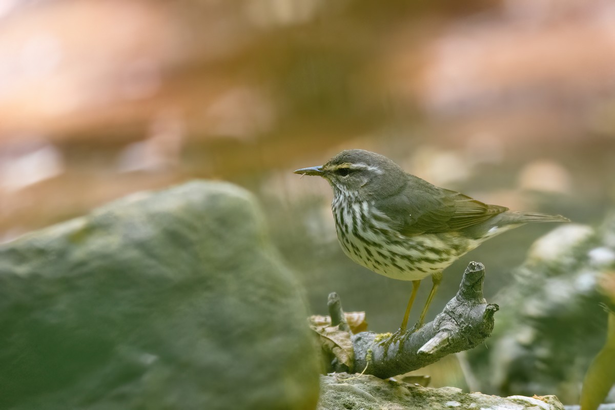 Northern Waterthrush - ML620339449