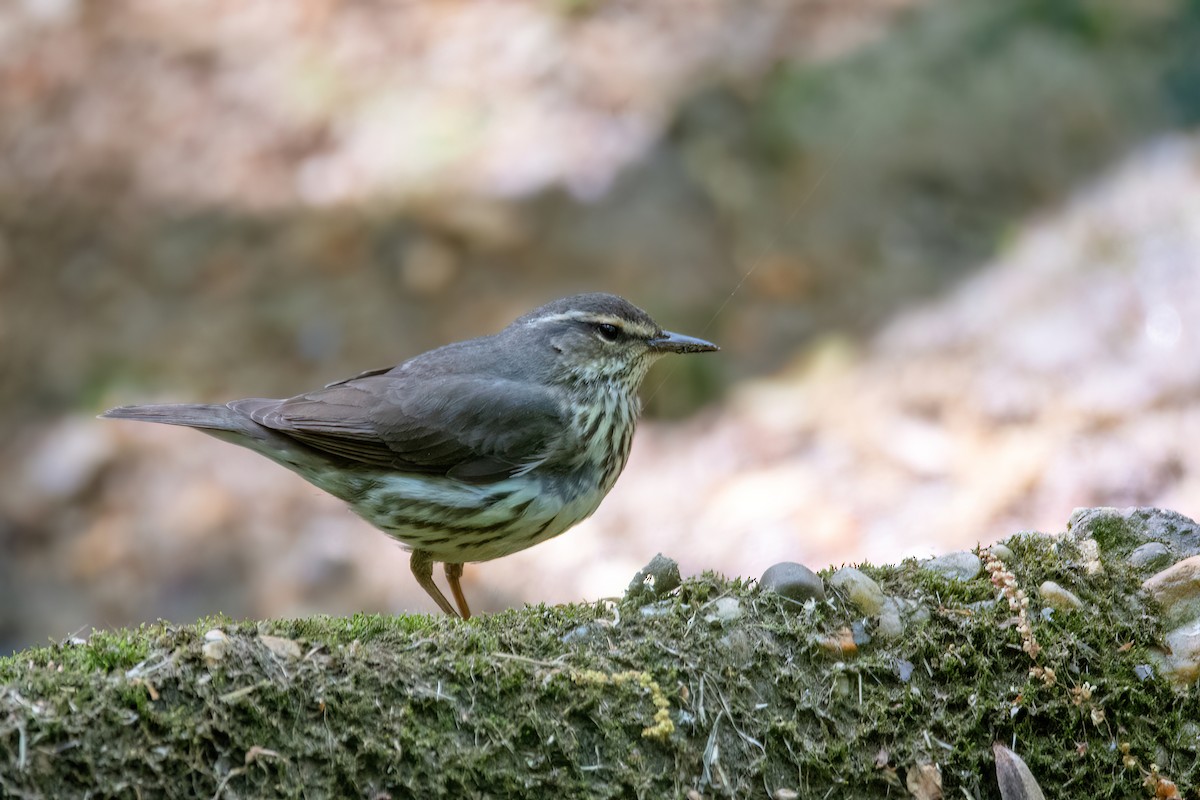 Northern Waterthrush - ML620339450