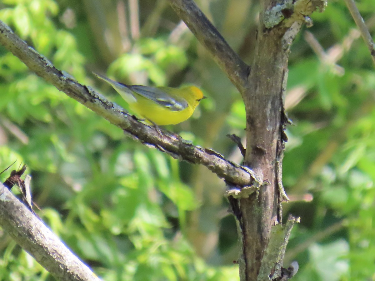 Blue-winged Warbler - ML620339451