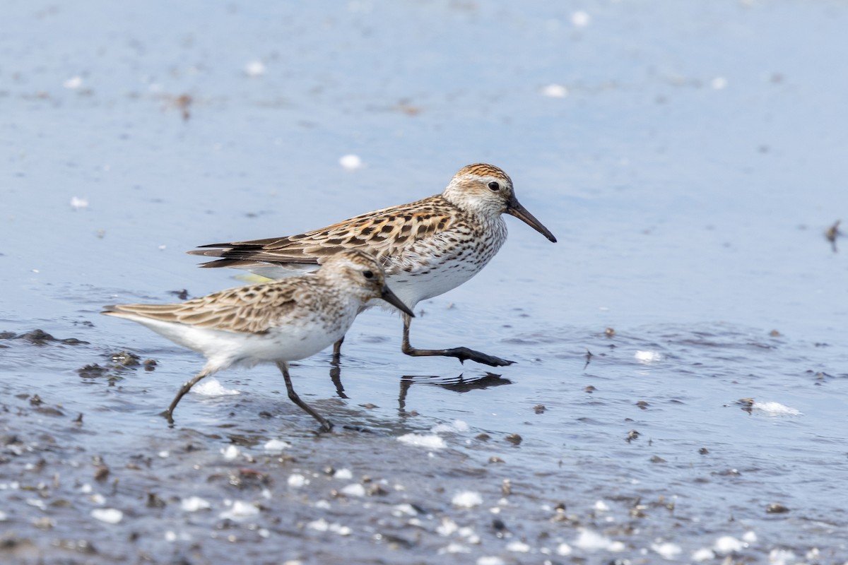 White-rumped Sandpiper - Brad Reinhardt