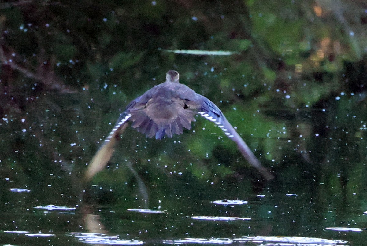 Wood Duck - ML620339465