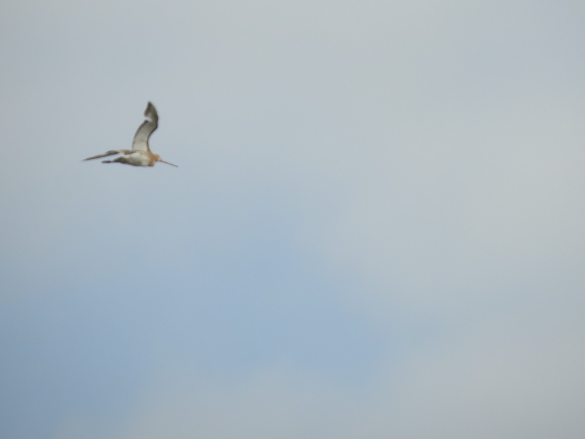 Black-tailed Godwit - ML620339472