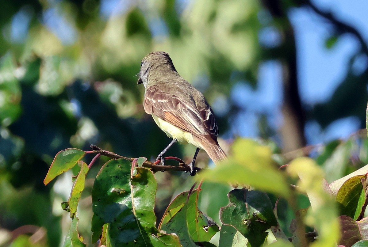 Great Crested Flycatcher - ML620339475