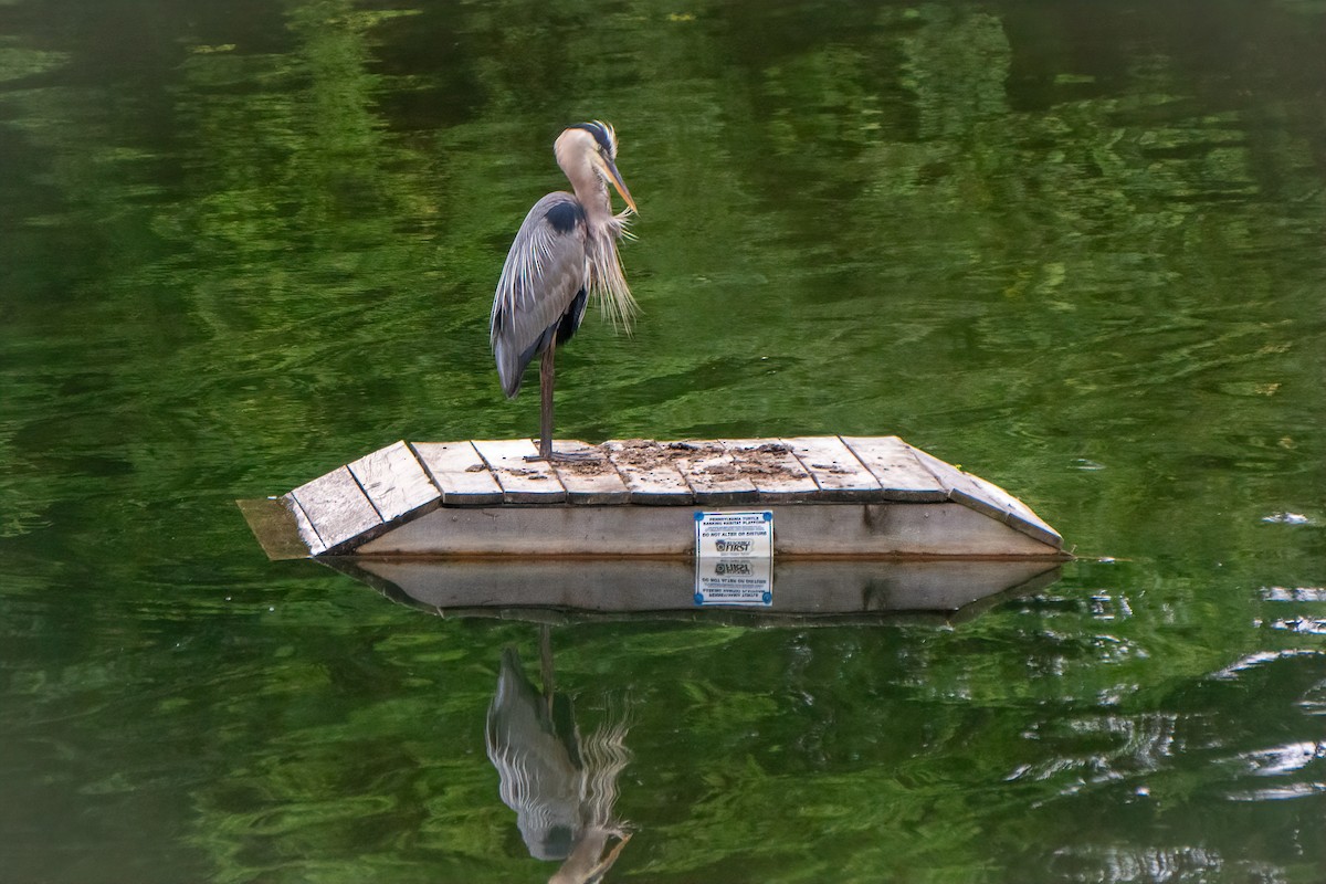 Great Blue Heron - ML620339477