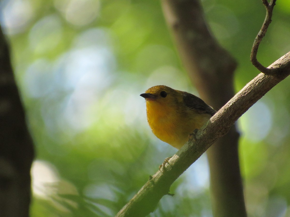 Prothonotary Warbler - ML620339494