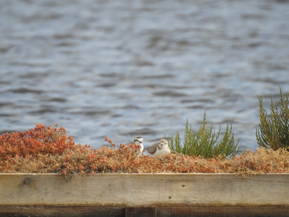 Kentish Plover - ML620339497