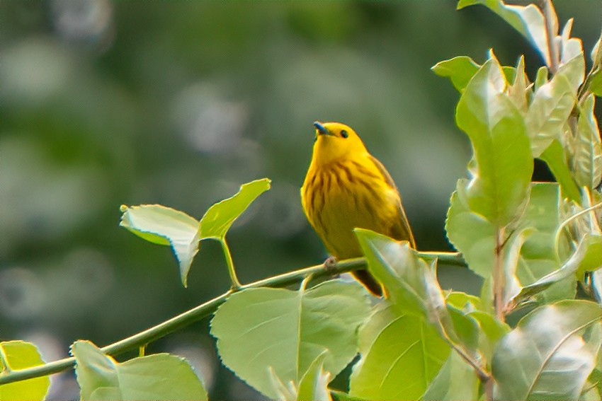 Yellow Warbler - ML620339500