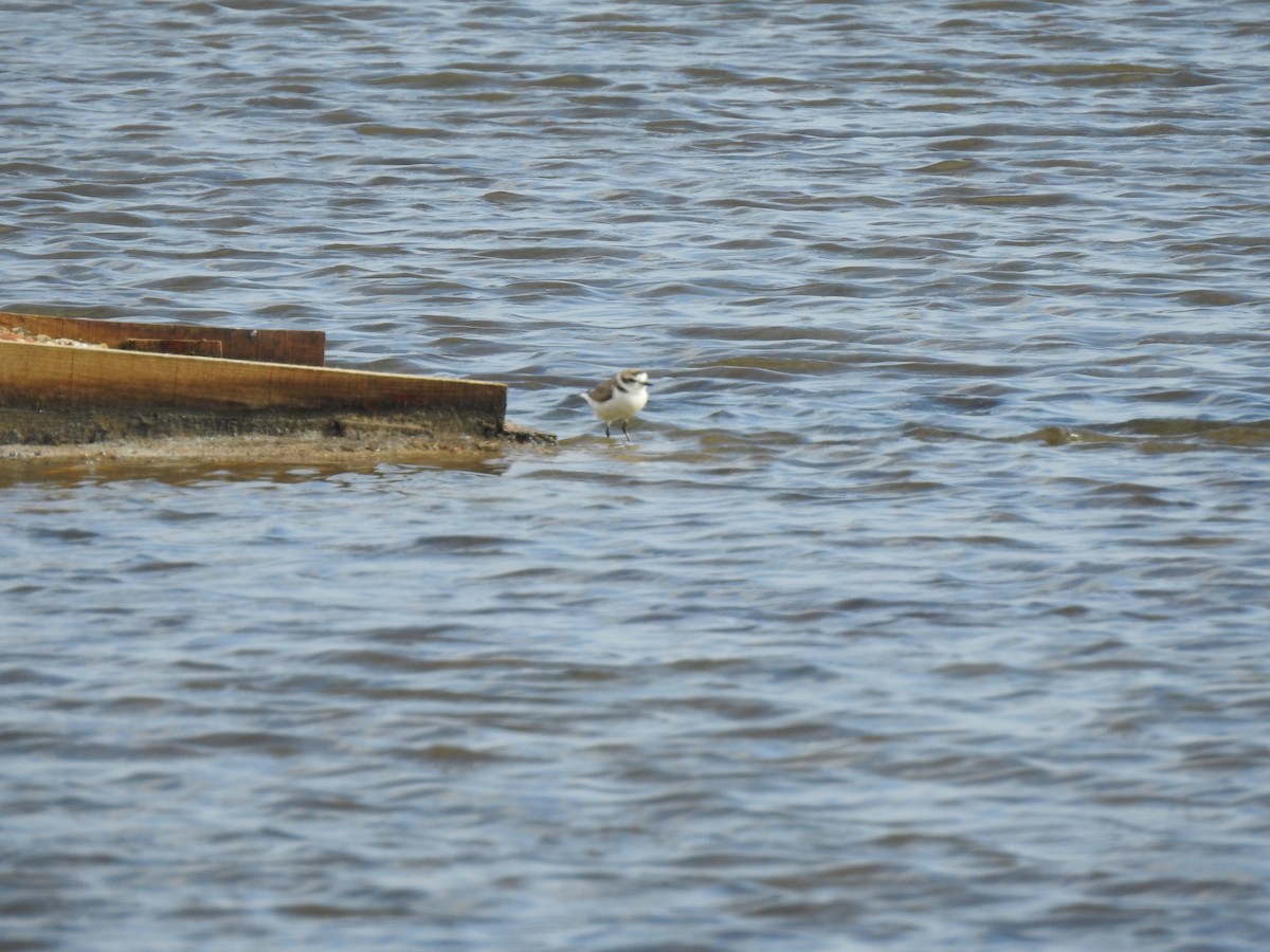 Kentish Plover - ML620339504