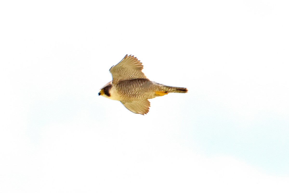 Peregrine Falcon - Richard Anderton