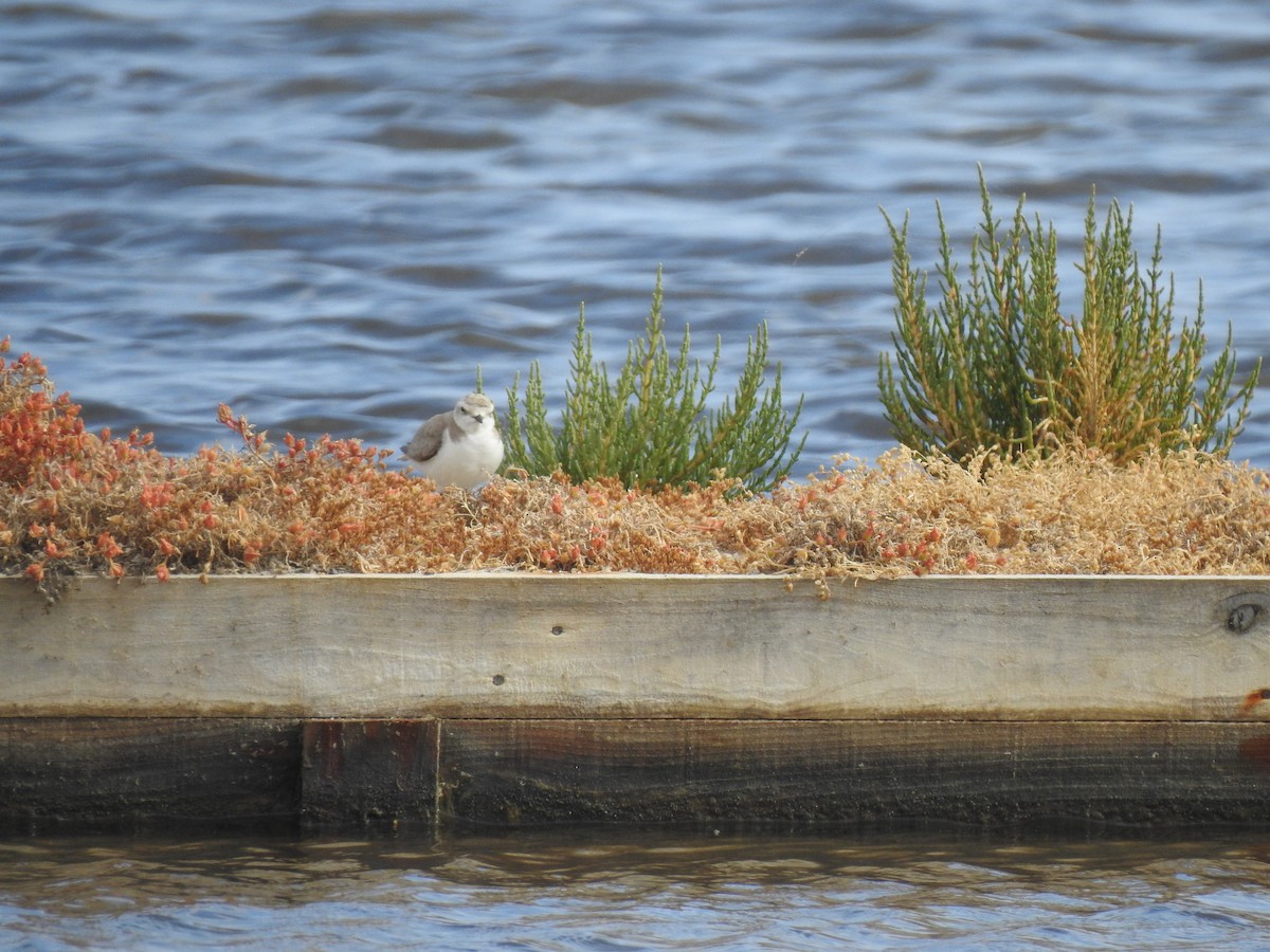 Kentish Plover - ML620339511