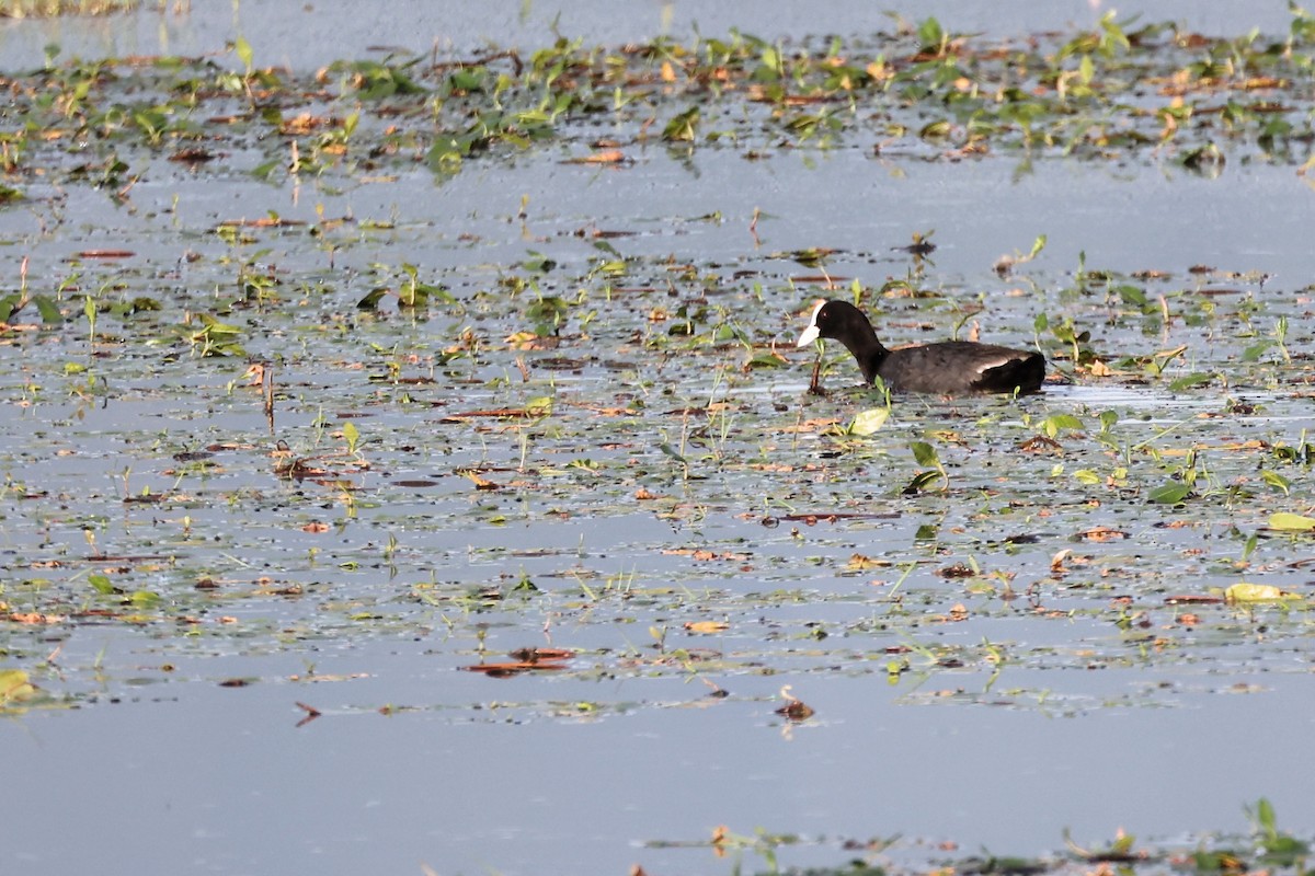 Eurasian Coot - ML620339512