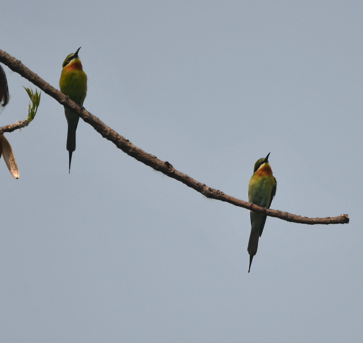 Blue-tailed Bee-eater - ML620339516