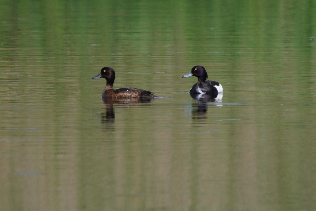 Tufted Duck - ML620339517
