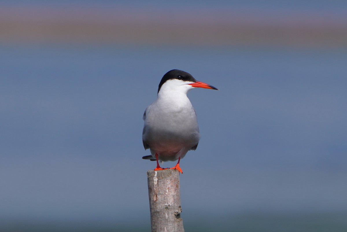 Common Tern - ML620339544