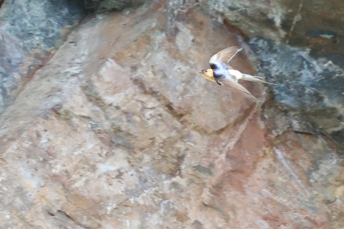 Red-rumped Swallow - ML620339578