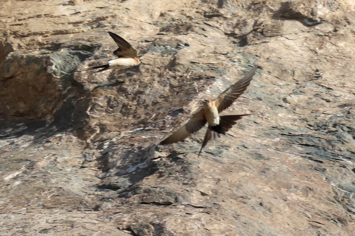 Red-rumped Swallow - ML620339579
