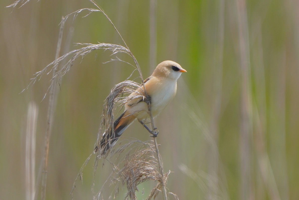 Bearded Reedling - ML620339581