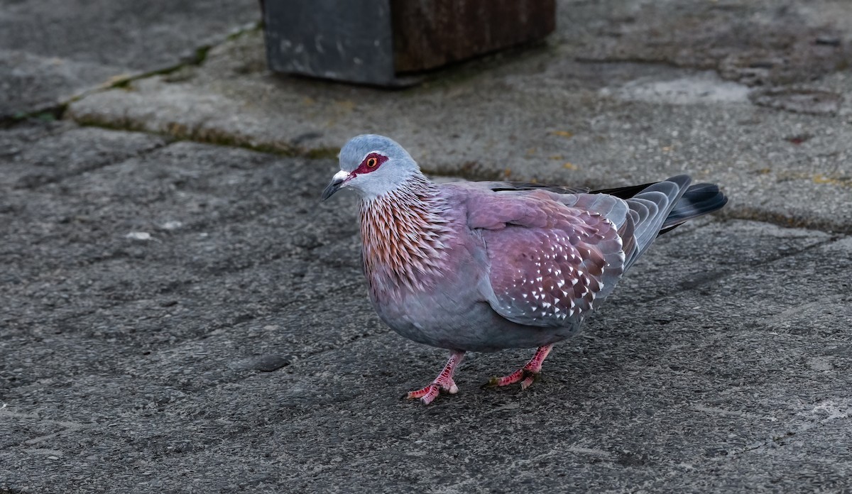 Speckled Pigeon - ML620339585