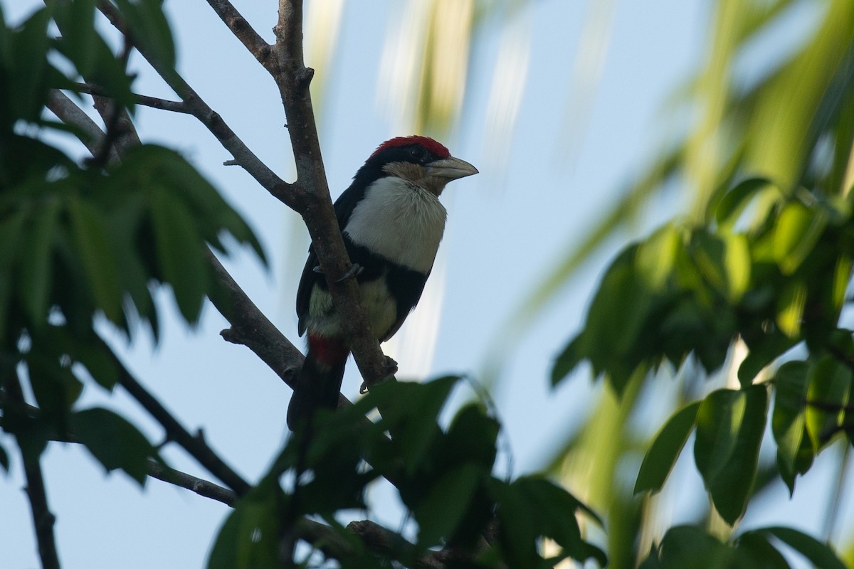 Black-girdled Barbet - ML620339600