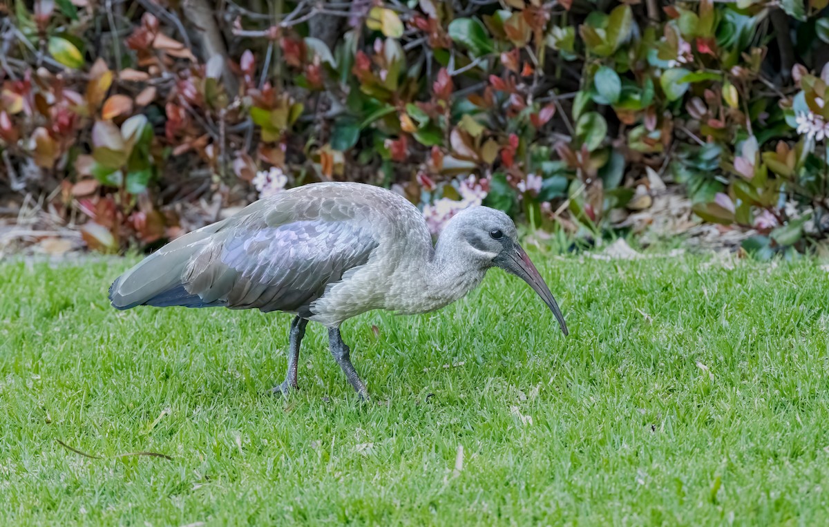 Hadada Ibis - Jim Merritt