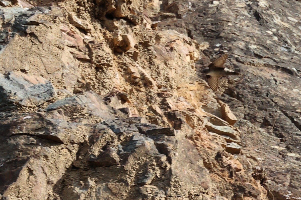 סנונית סלעים - ML620339605