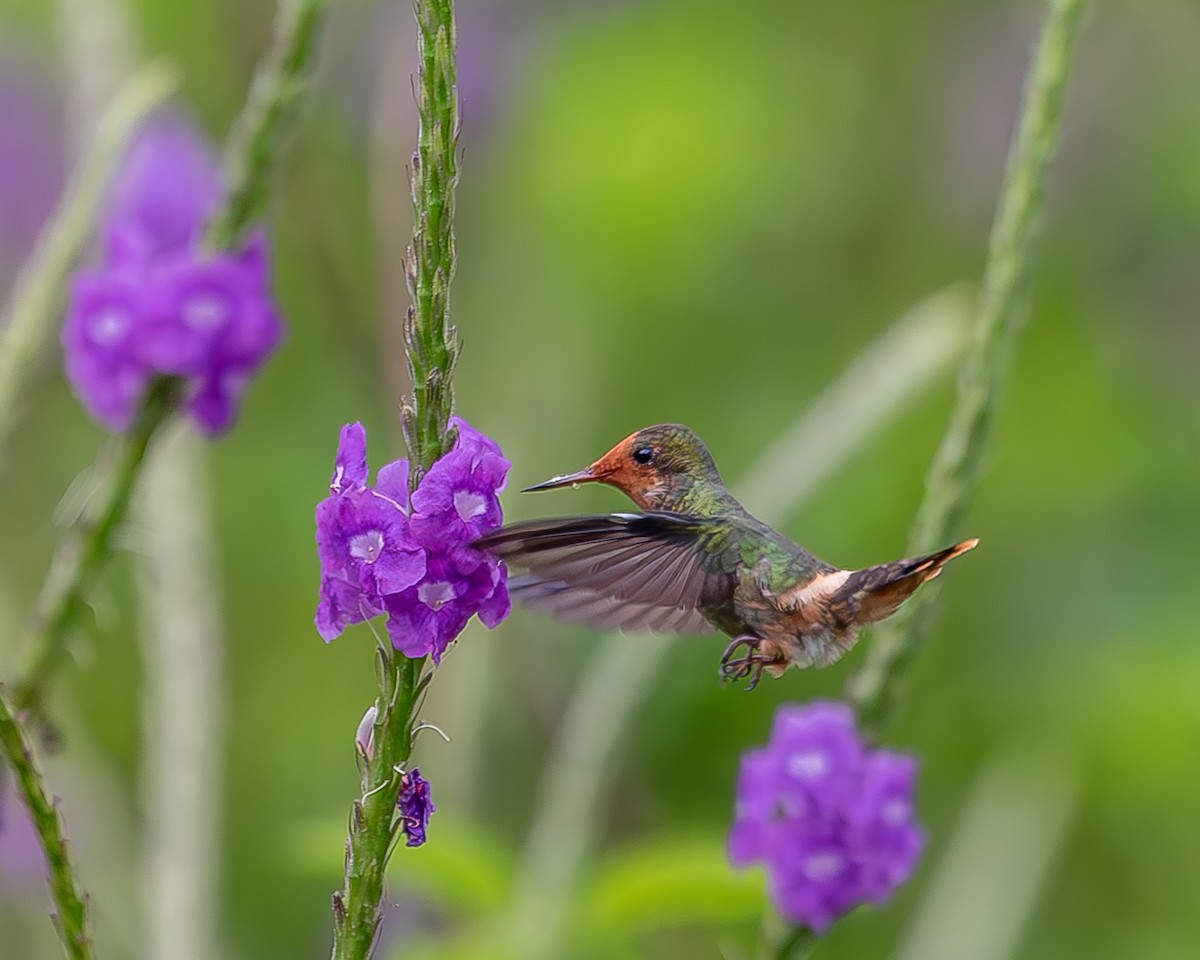 Rufous-crested Coquette - ML620339612