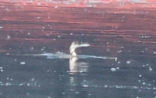 Common Loon - ML620339629