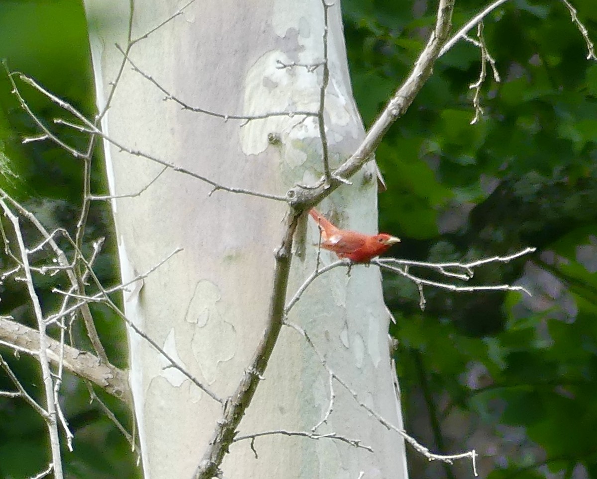 Summer Tanager - ML620339641