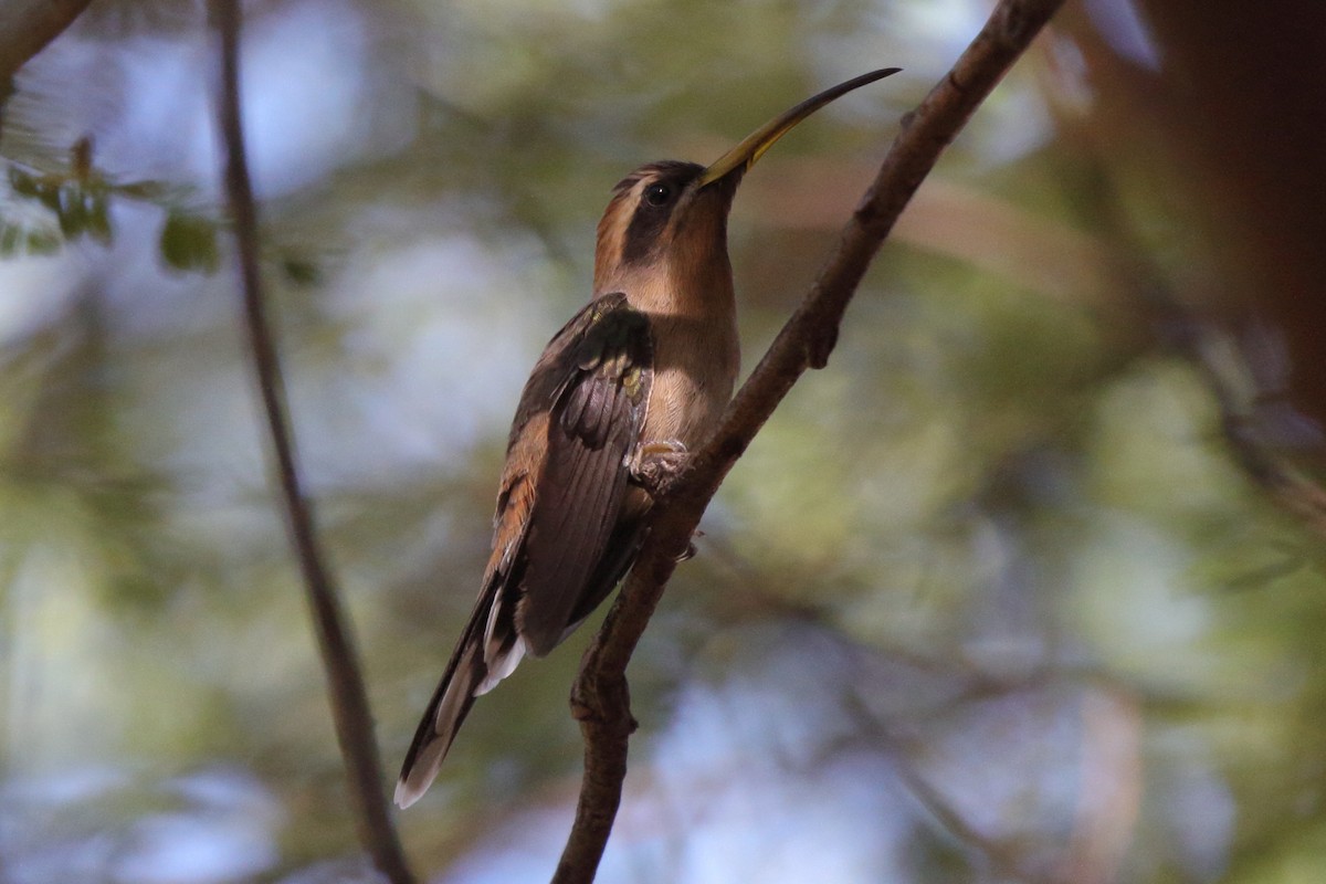 Клинохвостый колибри-отшельник - ML620339642