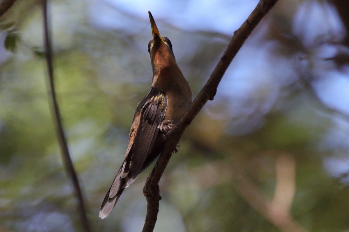 Caatingaschattenkolibri - ML620339644