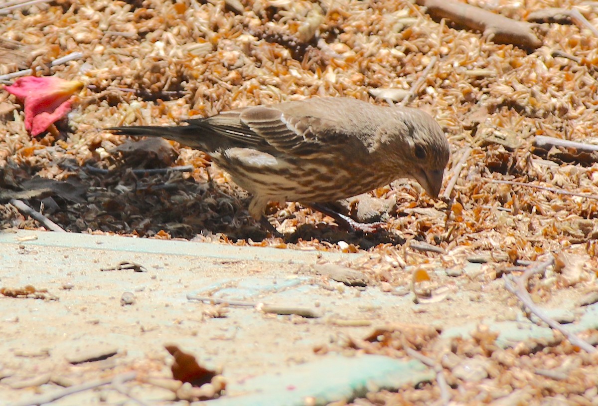 House Finch - ML620339649