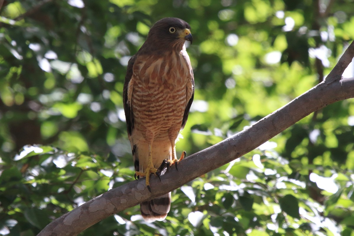 Roadside Hawk - ML620339651