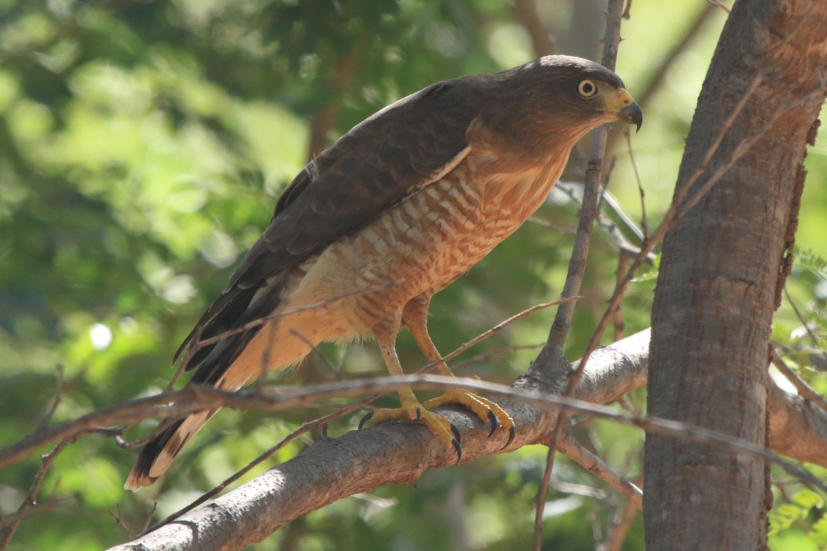 Roadside Hawk - ML620339652