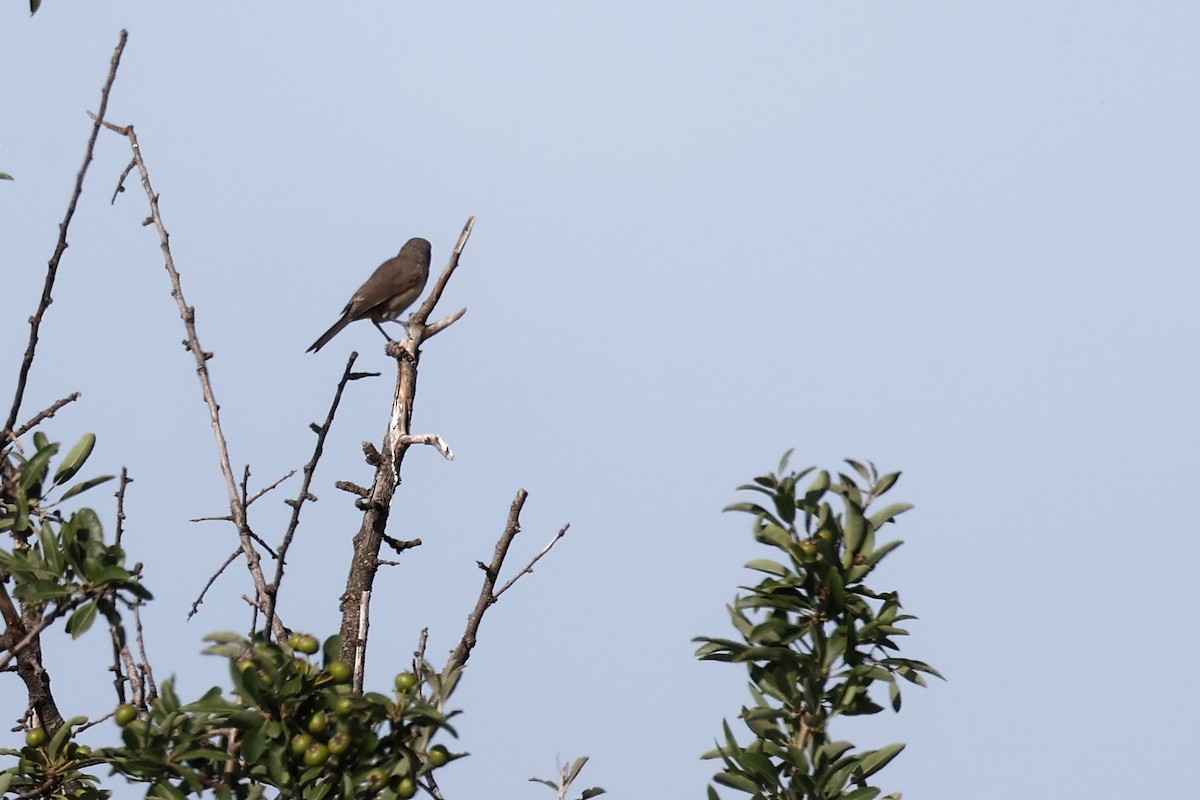 Eastern Orphean Warbler - ML620339658