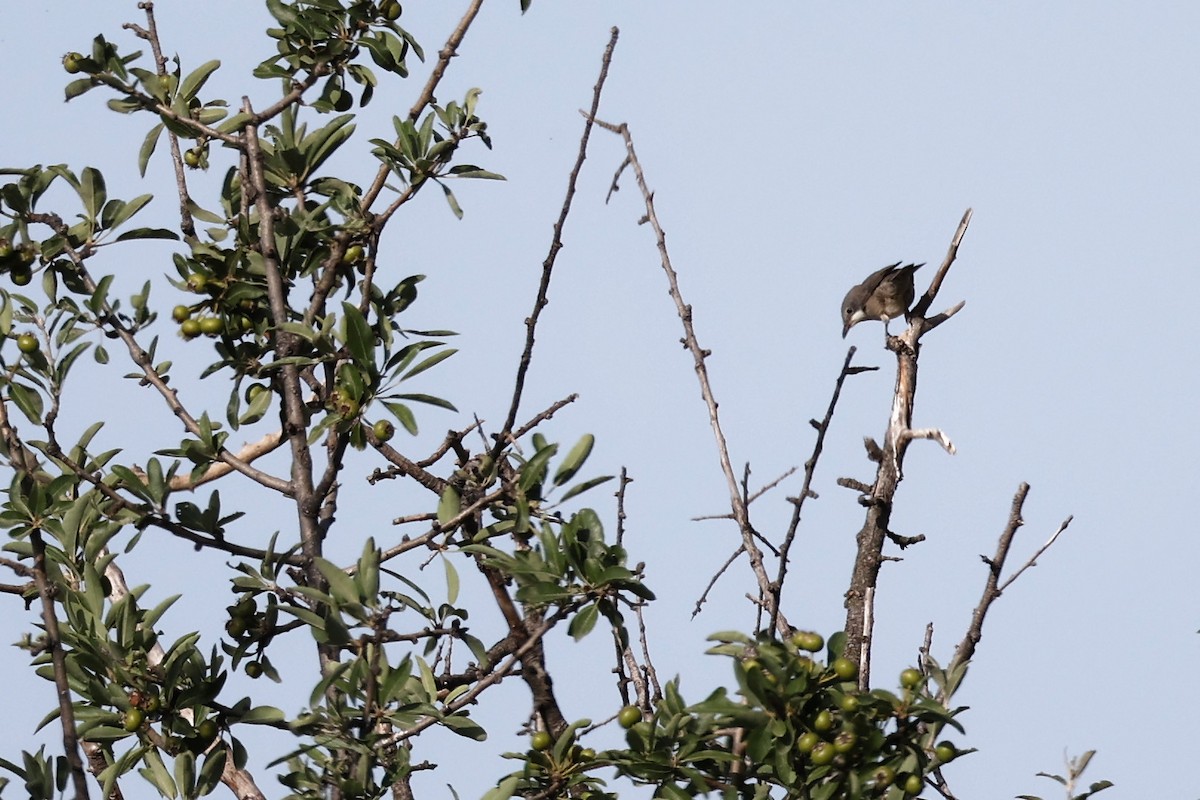 Eastern Orphean Warbler - ML620339659