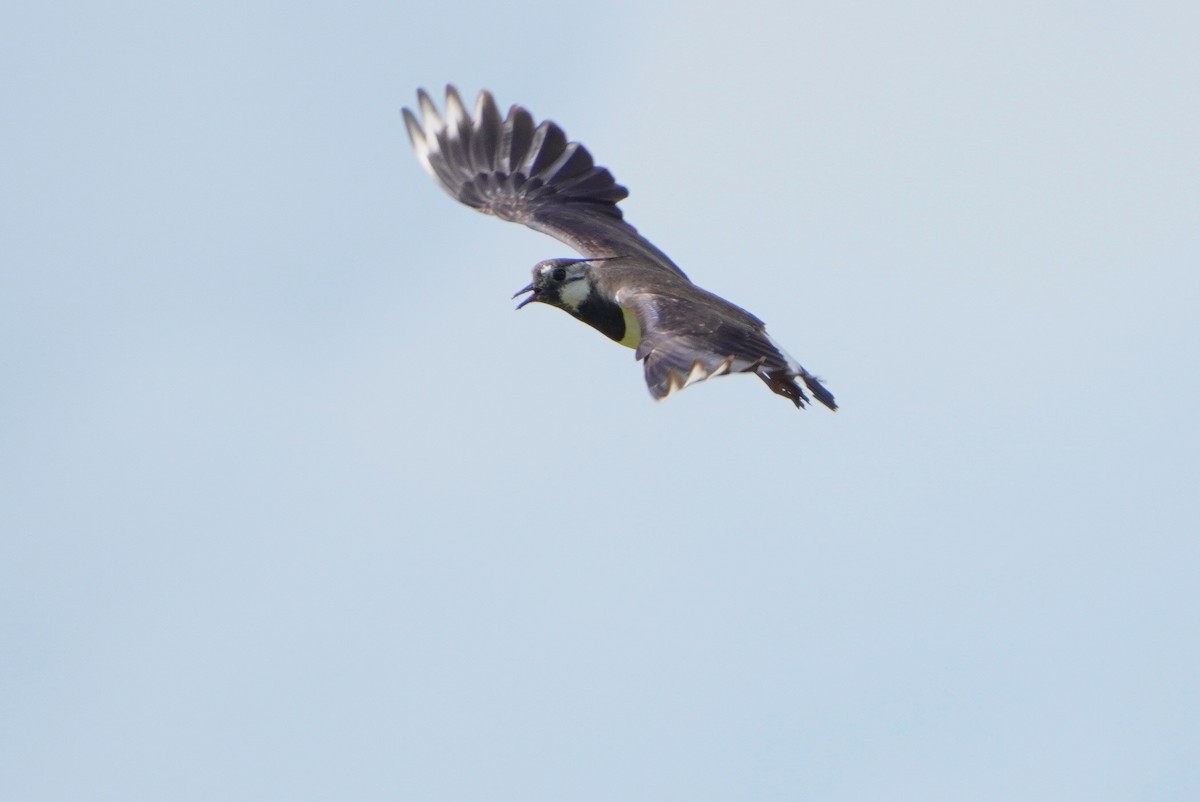 Northern Lapwing - ML620339671