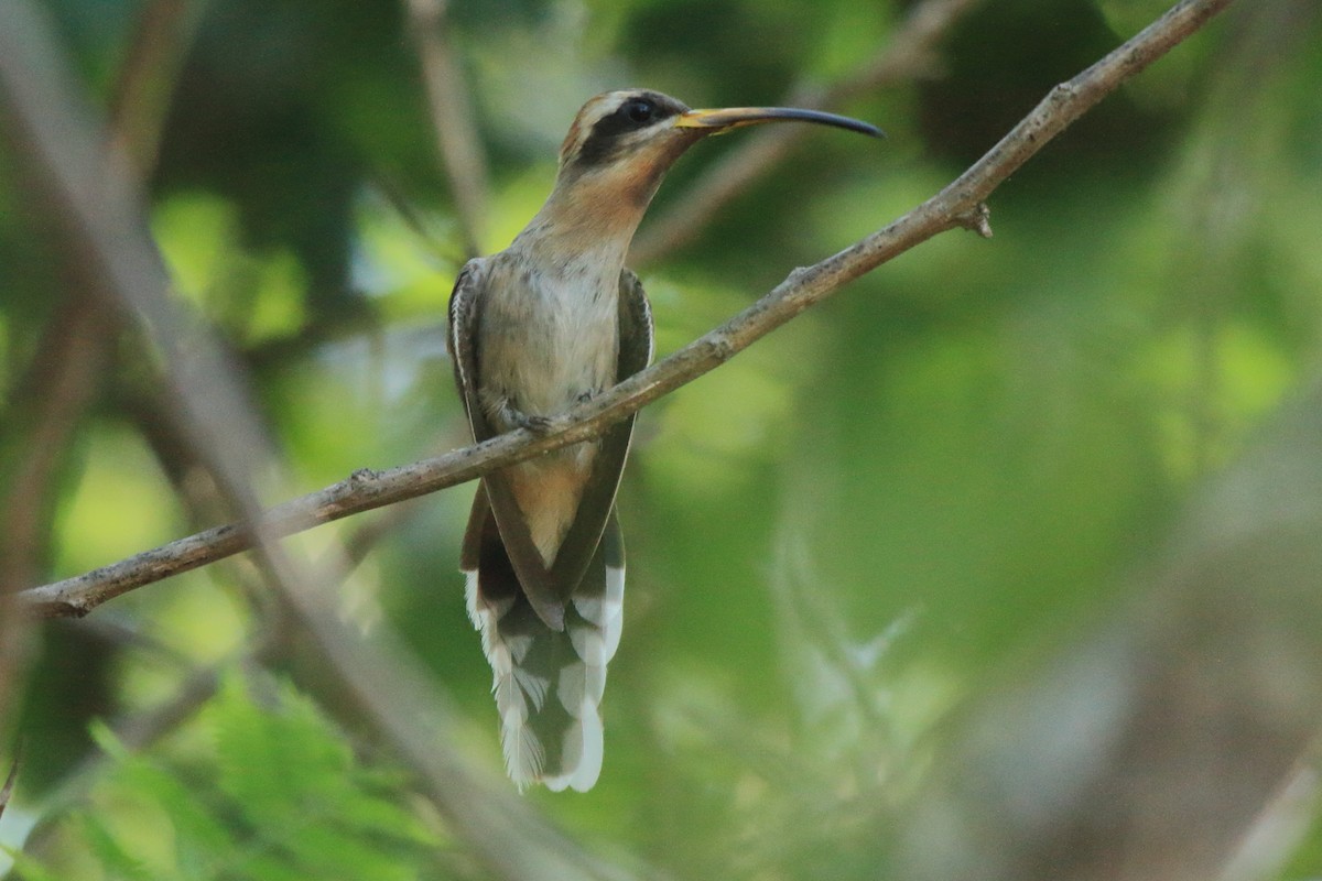 Broad-tipped Hermit - ML620339676