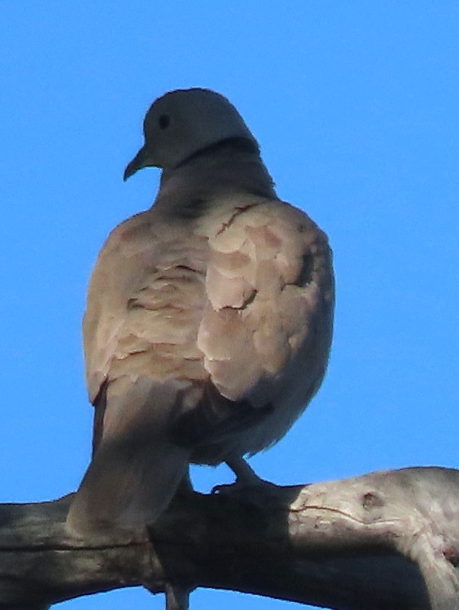 Eurasian Collared-Dove - ML620339679
